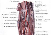 Лучевая и локтевая артерии